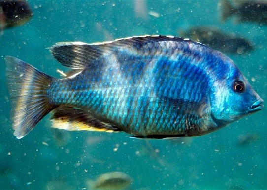 加拿大科学家发现非洲慈鲷鱼能记起12日前的事。