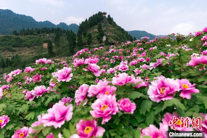 资料图为垫江牡丹。 垫江县委宣传部供图 资料图为垫江牡丹。 垫江县委宣传部供图