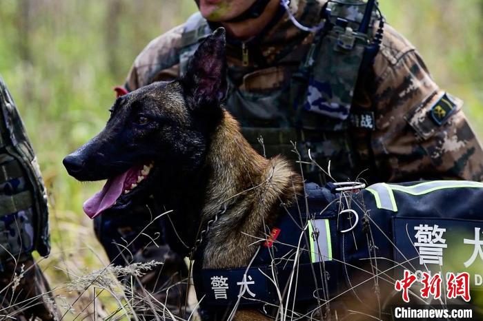 搜索犬协助行动。 汪喜超 摄 搜索犬协助行动。 汪喜超 摄