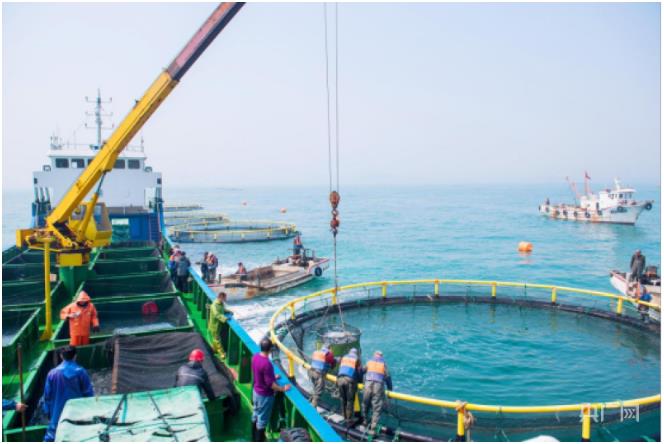 海洋牧场迎来丰收时刻(央广网发 王伟 摄)